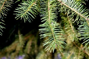 Christmas-tree-branch
