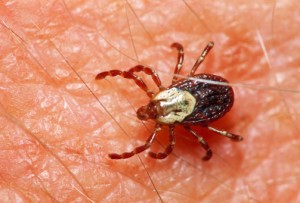 Female wood tick