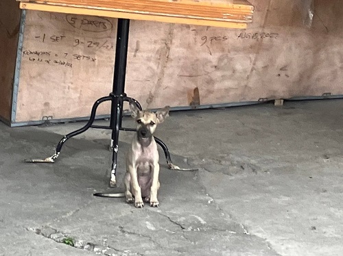 セブの野良犬