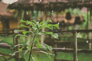 雨