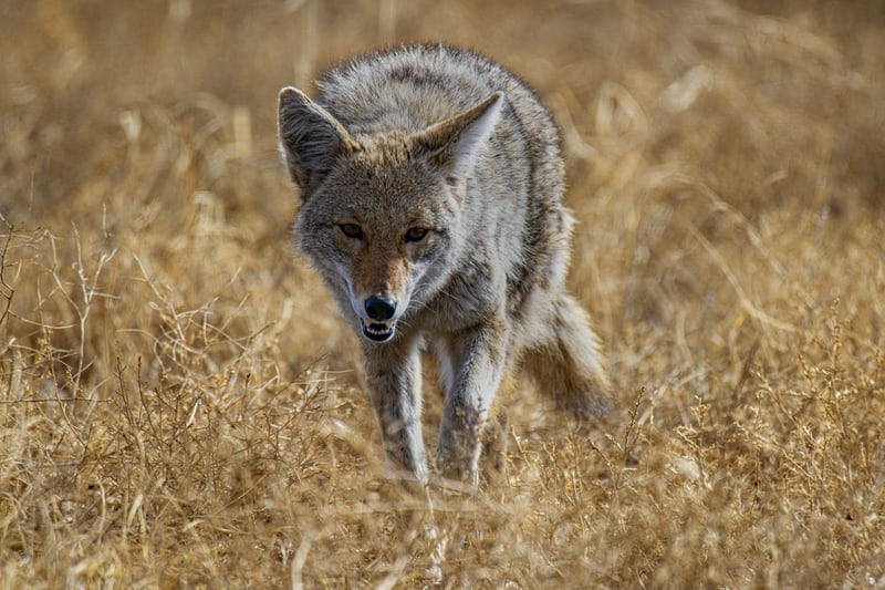 coyote