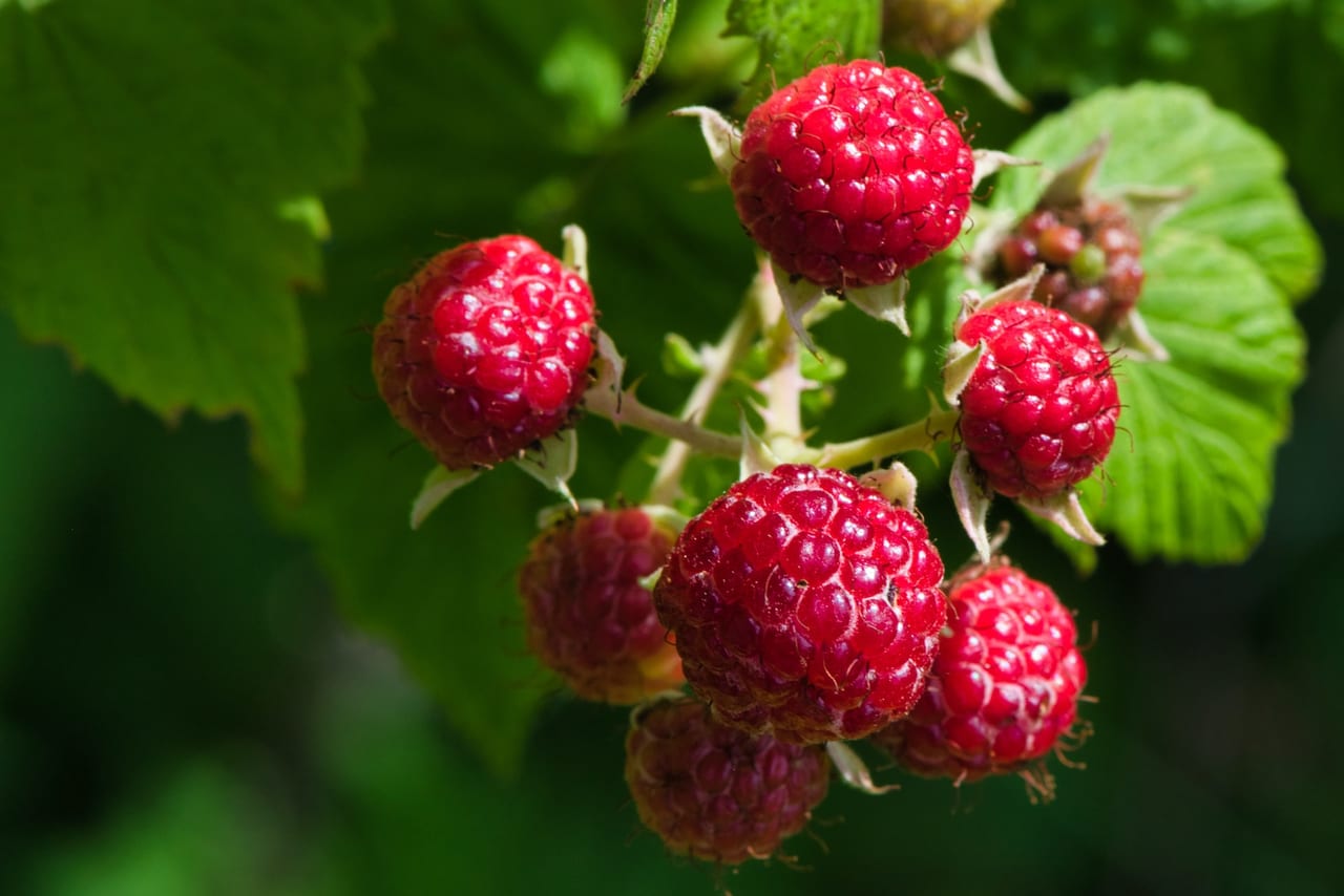 raspberries